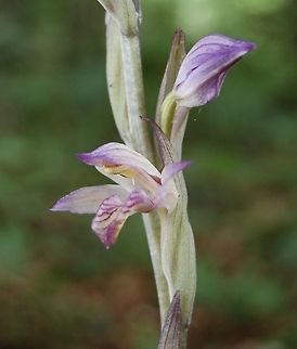 Limodorum abortivum, violetter Dingel First flower open! Geotagged,Limodorum abortivum,Spring,Switzerland,Violet Limodore