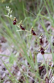 Ophrys insectifera Fliegen-Ragwurz A wonderful place in the mountains (high 1260 m), there I found about 40 plants with flowers Fly orchid,Geotagged,Ophrys insectifera,Spring,Switzerland