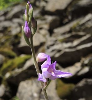 Cephalanthra rubra Rotes Waldvögelein The first one seen this season Cephalanthera rubra,Geotagged,Red Helleborine,Spring,Switzerland
