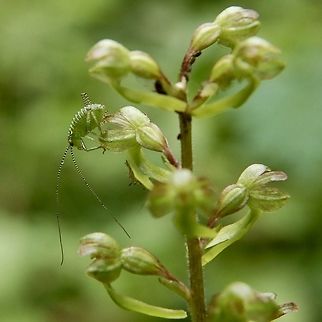 Nymph of a Leptophyes punctatissima? on Listera ovata Could it be a nymph of a Leptophyes? Geotagged,Spring,Switzerland