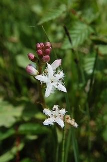 Menyanthes trifoliata  Geotagged,Menyanthes,Menyanthes trifoliata,Switzerland