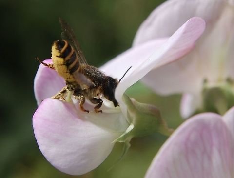 Bee (colletes?) on butterfly flower The bee is looking for nectar and the same time the flower is putting pollen on his abdomen. Geotagged,Summer,Switzerland