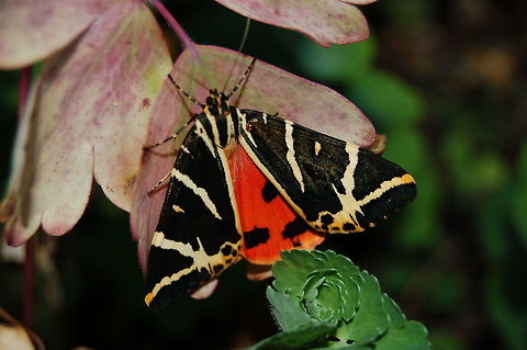 Euplagia quadripunctaria Russischer B&auml;r  Euplagia quadripunctaria,Geotagged,Jersey Tiger,Summer,Switzerland,moth week 2019