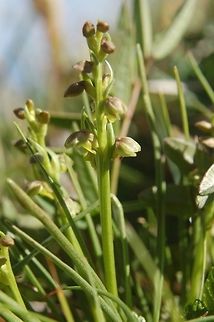 Chamorchis alpina Zwergorchis  Chamorchis,Chamorchis alpina,Geotagged,Switzerland