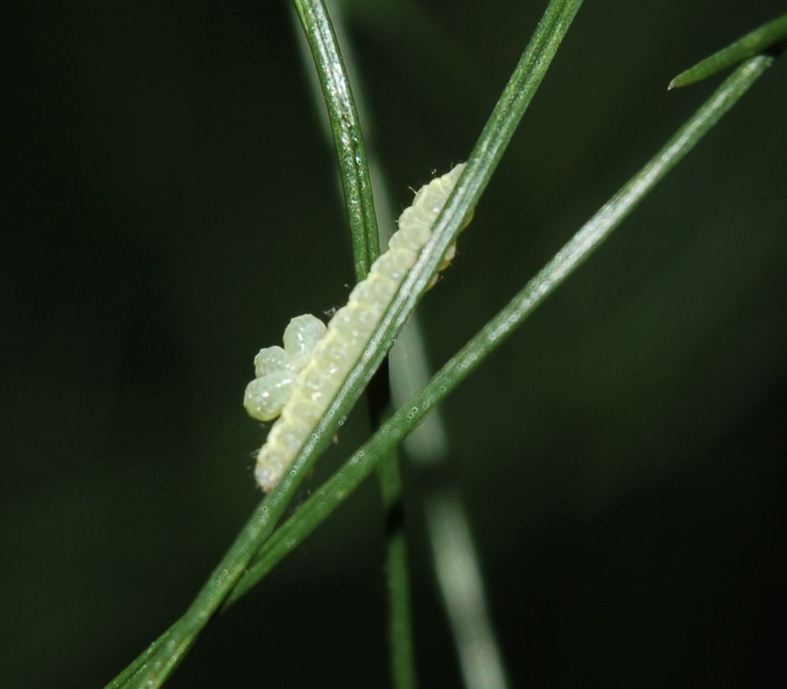 What could it be? Caterpillar on fennel Geotagged,Summer,Switzerland