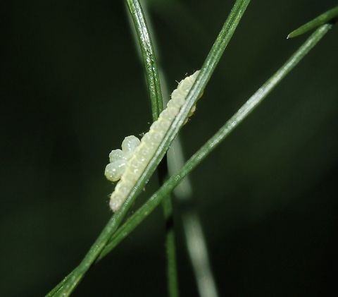 What could it be? Caterpillar on fennel Geotagged,Summer,Switzerland