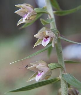 Spider on Epipactis helleborine  Broad-leaved Helleborine,Epipactis helleborine,Geotagged,Summer,Switzerland