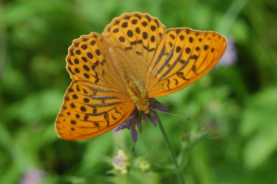 Imperial coat butterfly Argynnis paphia  Argynnis paphia,Geotagged,Silver-washed Fritillary,Summer,Switzerland