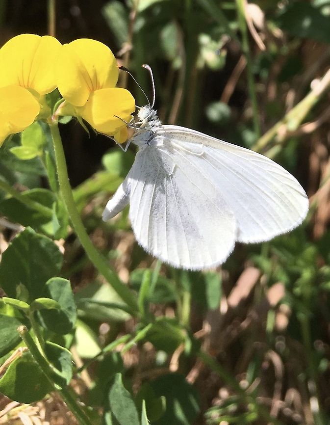Leptidea sinapis Senfweissling Is it a Leptidea sinapis? Somebody can help me? Thanks! I watched him laying one egg under a leaf. Geotagged,Leptidea sinapis,Summer,Switzerland,Wood White Butterfly