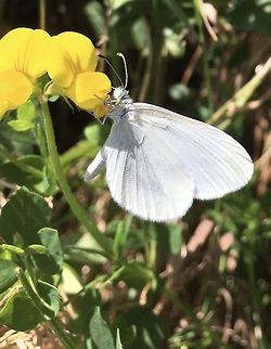 Leptidea sinapis Senfweissling Is it a Leptidea sinapis? Somebody can help me? Thanks! I watched him laying one egg under a leaf. Geotagged,Leptidea sinapis,Summer,Switzerland,Wood White Butterfly