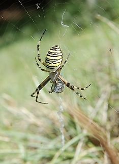 Wespenspinne Argiope bruennichi  Argiope bruennichi,Geotagged,Summer,Switzerland,Wasp spider