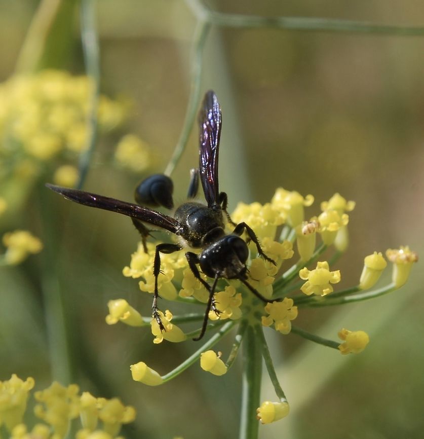 Stahlblauer Grillenjäger Isodontia  Geotagged,Isodontia mexicana,Summer,Switzerland