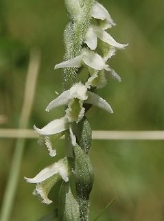 Herbst-Wendelähre Spiranthes spiralis  Autumn ladys-tresses,Geotagged,Spiranthes spiralis,Summer,Switzerland