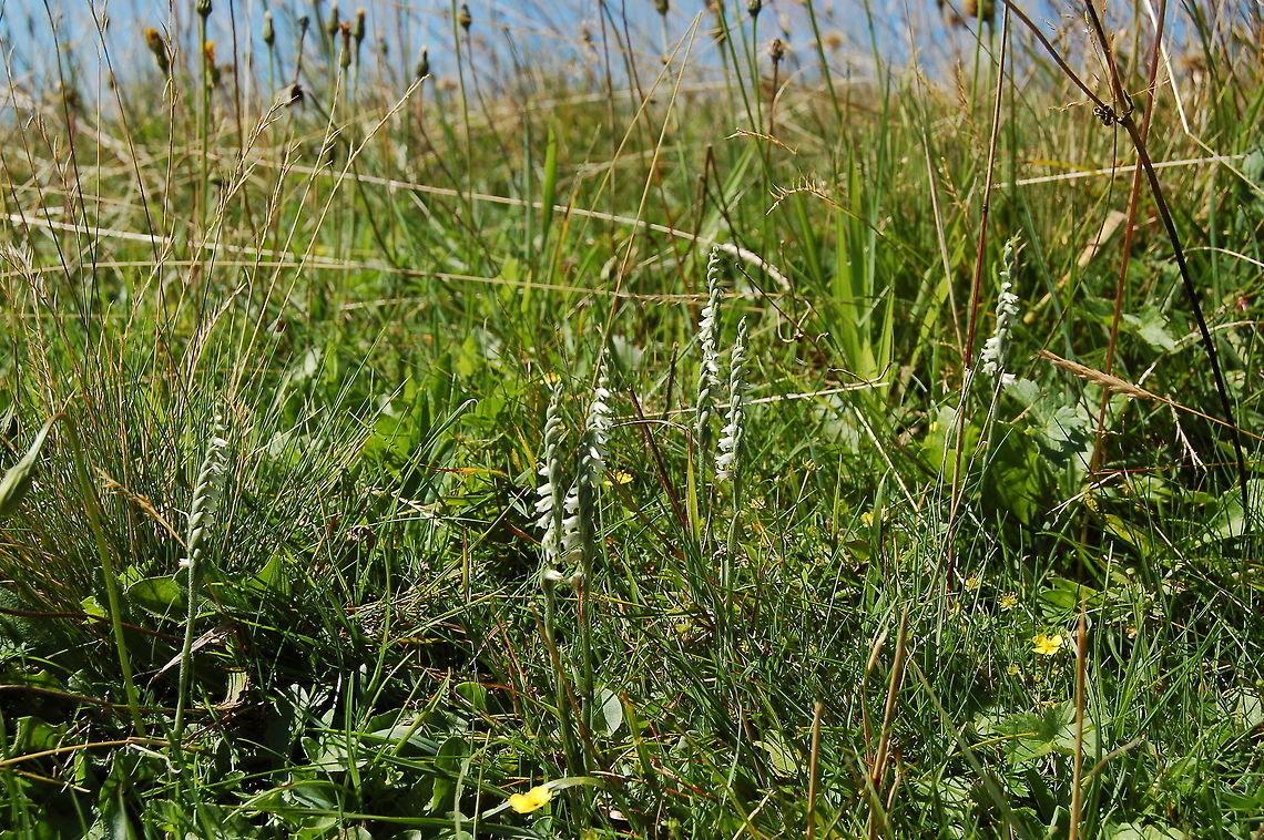 Herbst-Wendelähre Spiranthes spiralis  Autumn ladys-tresses,Geotagged,Spiranthes spiralis,Summer,Switzerland