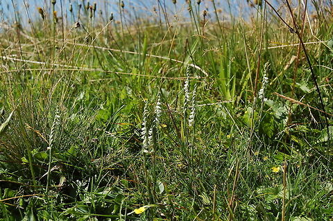 Herbst-Wendel&auml;hre Spiranthes spiralis  Autumn ladys-tresses,Geotagged,Spiranthes spiralis,Summer,Switzerland