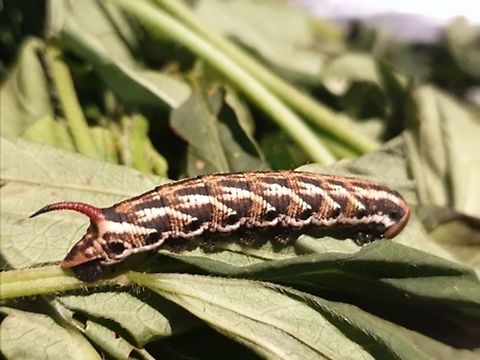 caterpillar Found in Papua New Guinea Geotagged,Papua New Guinea