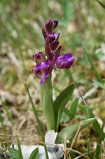Orchis morio one of the earliest orchid in Switzerland Anacamptis morio,Geotagged,Green-winged orchid,Spring,Switzerland