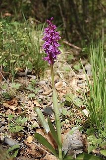 Orchis mascula  Early-purple orchid,Geotagged,Orchis mascula,Spring,Switzerland