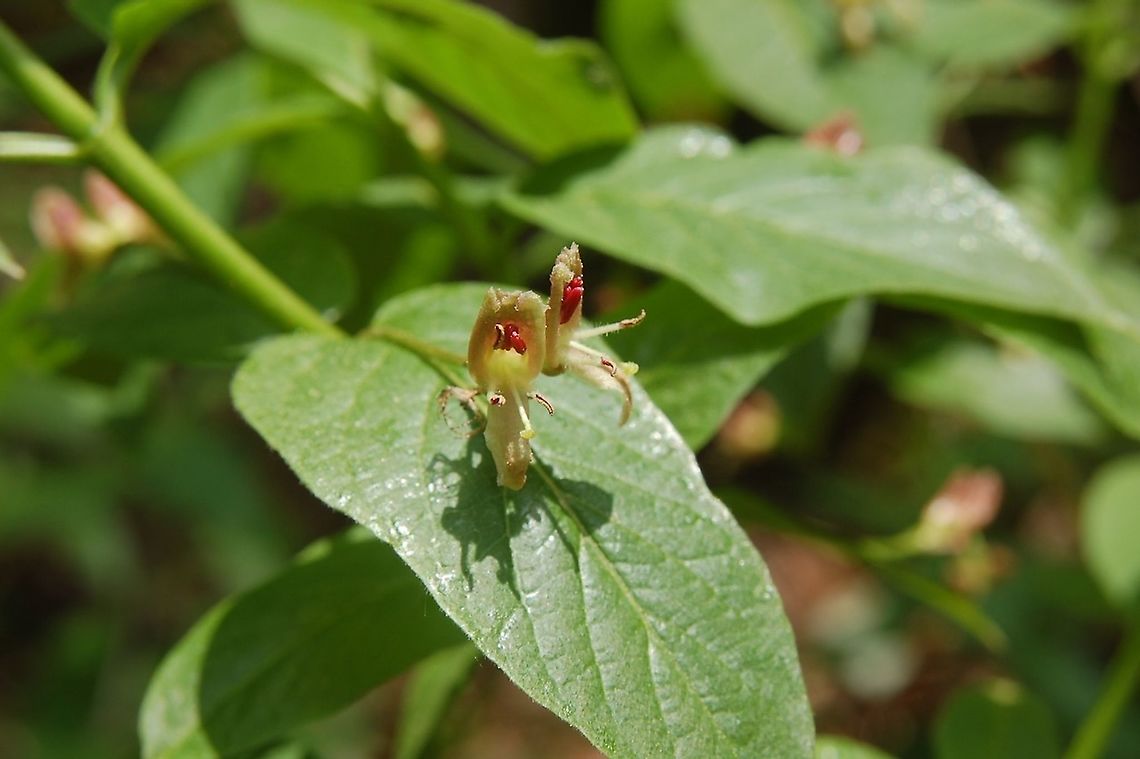 Flower from Lonicera alpigena  Alpine honeysuckle,Geotagged,Lonicera alpigena,Spring,Switzerland
