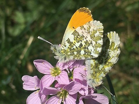 Anthocharis cardamines, orange tip, Aurorafalter I came across to this couple orange tip, photographed with my iphone in windy weather! Anthocharis cardamines,Geotagged,Orange tip,Spring,Switzerland