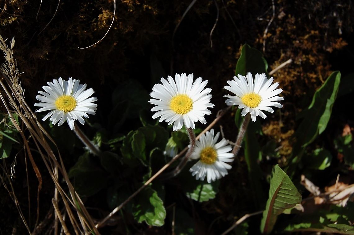 Aster bellidiastrum Alpenmasslieb  Aster bellidiastrum,Geotagged,Spring,Switzerland