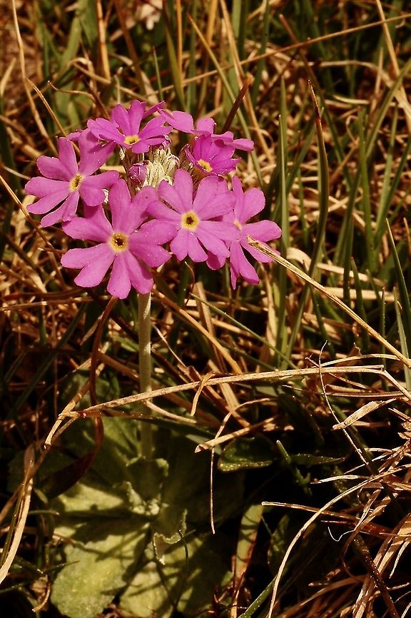 Primula farinosa Mehlprimel  Geotagged,Primula farinosa,Spring,Switzerland,primula farinosa