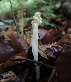 Neotia nidus-avis, Nestwurz It seems to be: Neottia nidus-avis f. nivea: plants with snow-white flowers Birds-nest orchid,Geotagged,Neottia nidus-avis,Spring,Switzerland