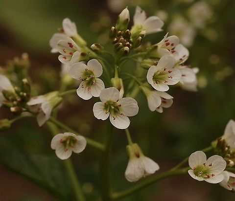 Cardamine amara Bitteres Schaumkraut  Cardamine amara,Geotagged,Large bitter-cress,Spring,Switzerland