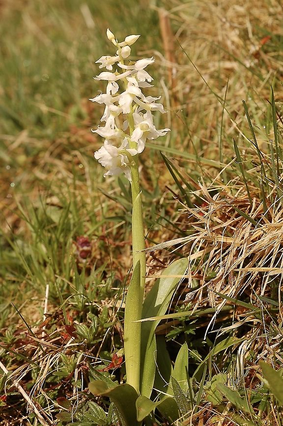 Orchis mascula white form  Early-purple orchid,Geotagged,Orchis mascula,Spring,Switzerland