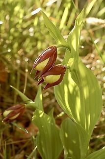 Cypripedium calceolus Frauenschuh  Cypripedium calceolus,Geotagged,Spring,Switzerland