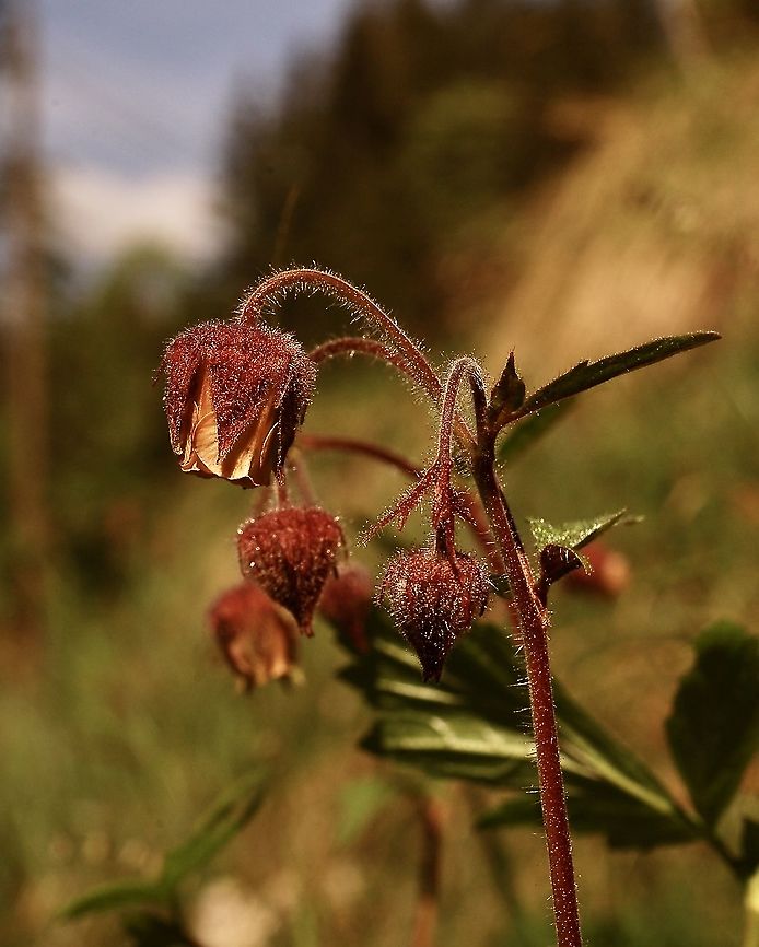 Bach-Nelkenwurz Geum rivale L.  Geotagged,Geum rivale,Geum rivale L.,Spring