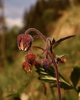 Bach-Nelkenwurz Geum rivale L.  Geotagged,Geum rivale,Geum rivale L.,Spring