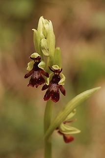 Ophrys insectifera Fliegenragwurz  Geotagged,Ophrys in,Ophrys insectifera,Spring,Switzerland