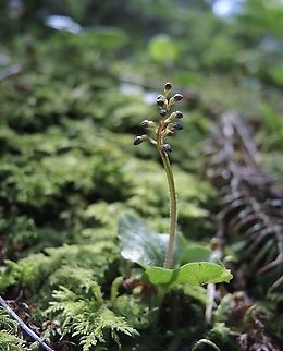 Neottia cordata Kleines Zweiblatt  Geotagged,Lesser Twayblade,Neottia cordata,Spring,Switzerland