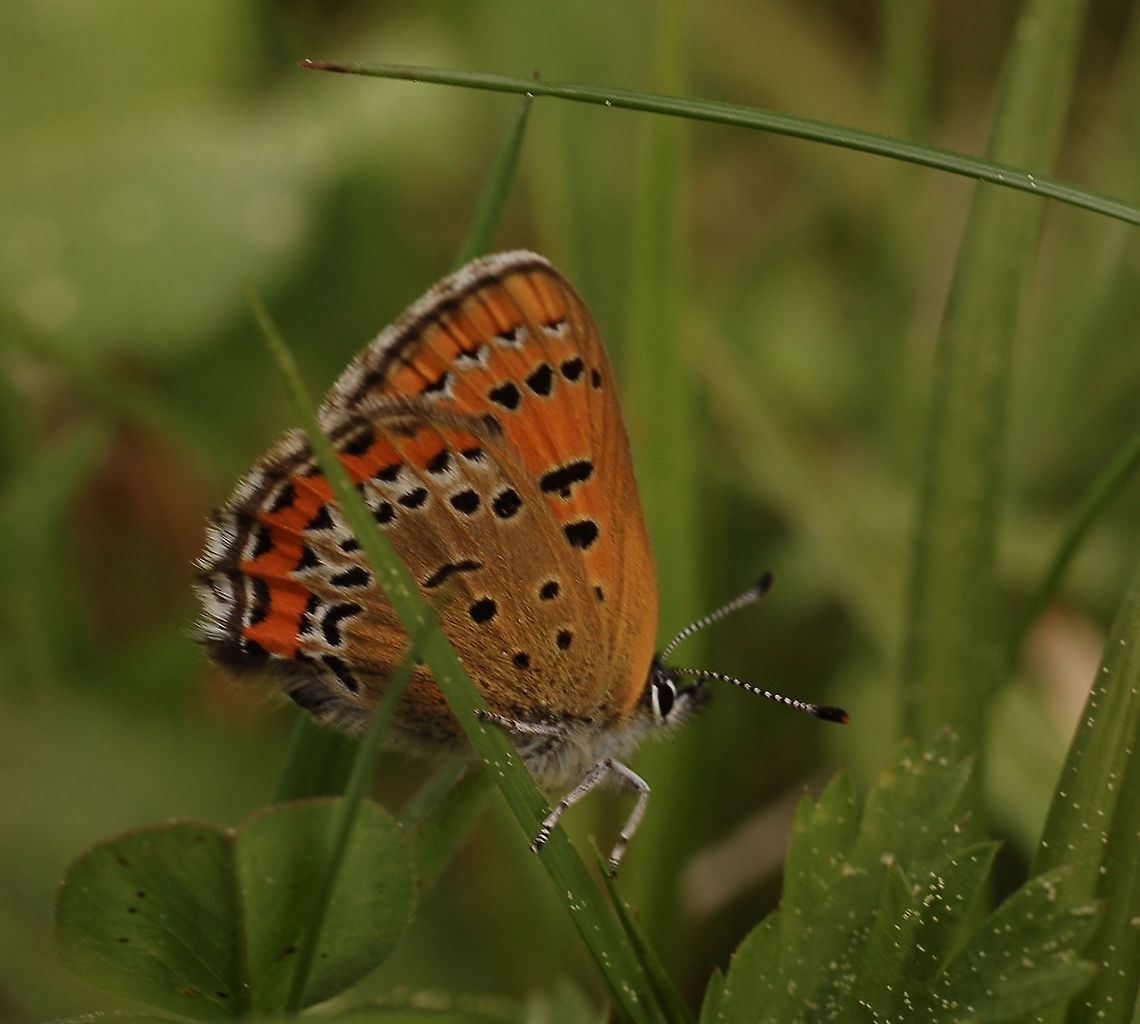 Lycaena helle female Blauschillender Feuerfalter Weibchen Somebody knows the name? Geotagged,Lycaena helle,Spring,Switzerland
