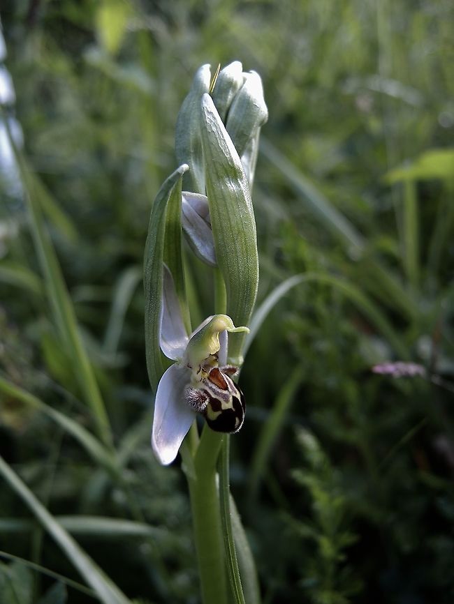 Ophrys apifera Bienen-Ragwurz A wonderful creation! Geotagged,Ophrys apifera,Spring,Switzerland,ophrys api