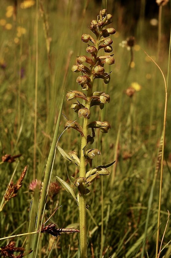 Coeloglossum viride Grüne Hohlzunge Green in green, a very discret orchid Coeloglossum viride,Frog orchid,Geotagged,Spring,Switzerland
