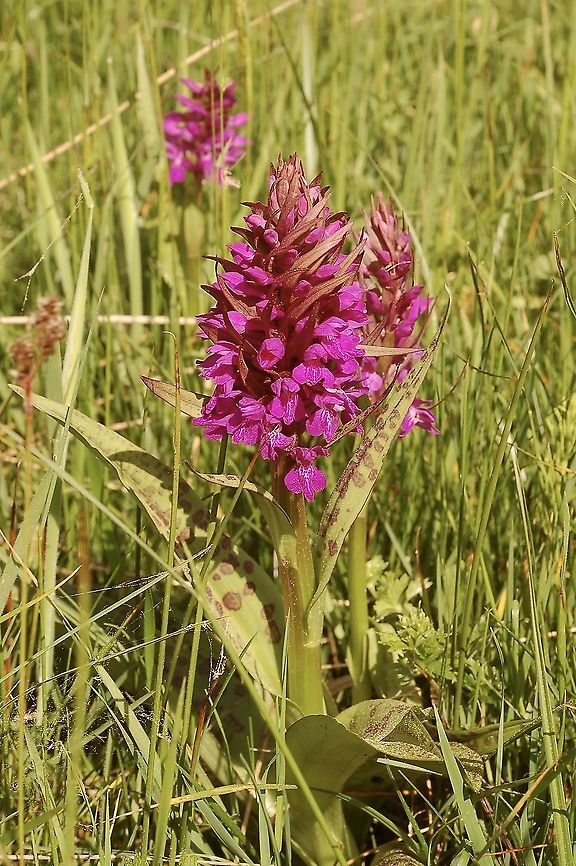 Dactylorhiza majalis Breitblättriges Knabenkraut  Dactylorhiza majalis,Geotagged,Spring,Switzerland