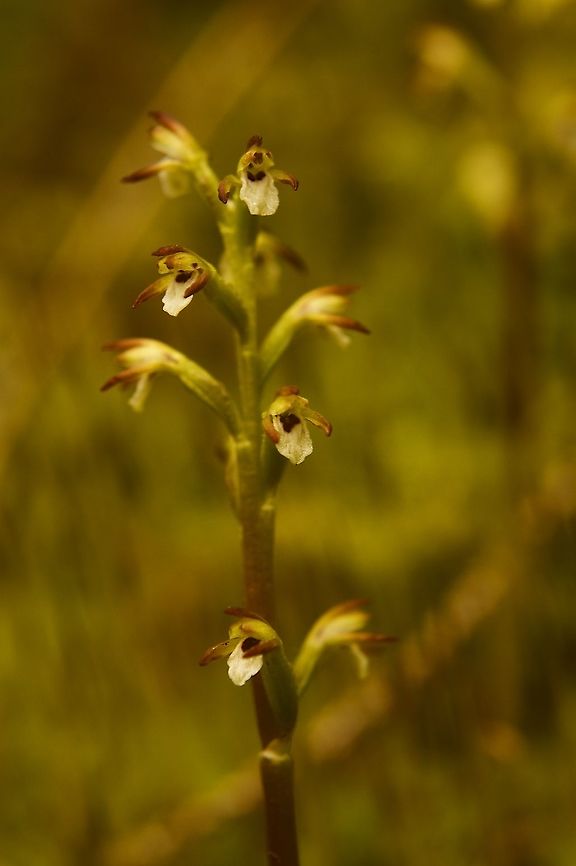Corallorhiza trifida Korallenwurz  Corallorhiza trifida,Early coralroot,Geotagged,Spring,Switzerland