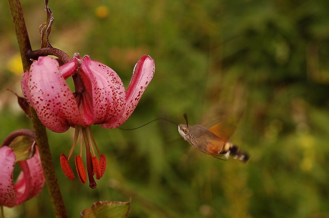 Lilium martagon with Macroglossum stellatarum  Geotagged,Hummingbird hawk-moth,Macroglossum stellatarum,Summer,Switzerland