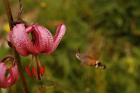 Lilium martagon with Macroglossum stellatarum  Geotagged,Hummingbird hawk-moth,Macroglossum stellatarum,Summer,Switzerland