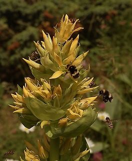 Gentiana lutea Gelber Enzian, with insects  Gentiana lutea,Geotagged,Summer,Switzerland