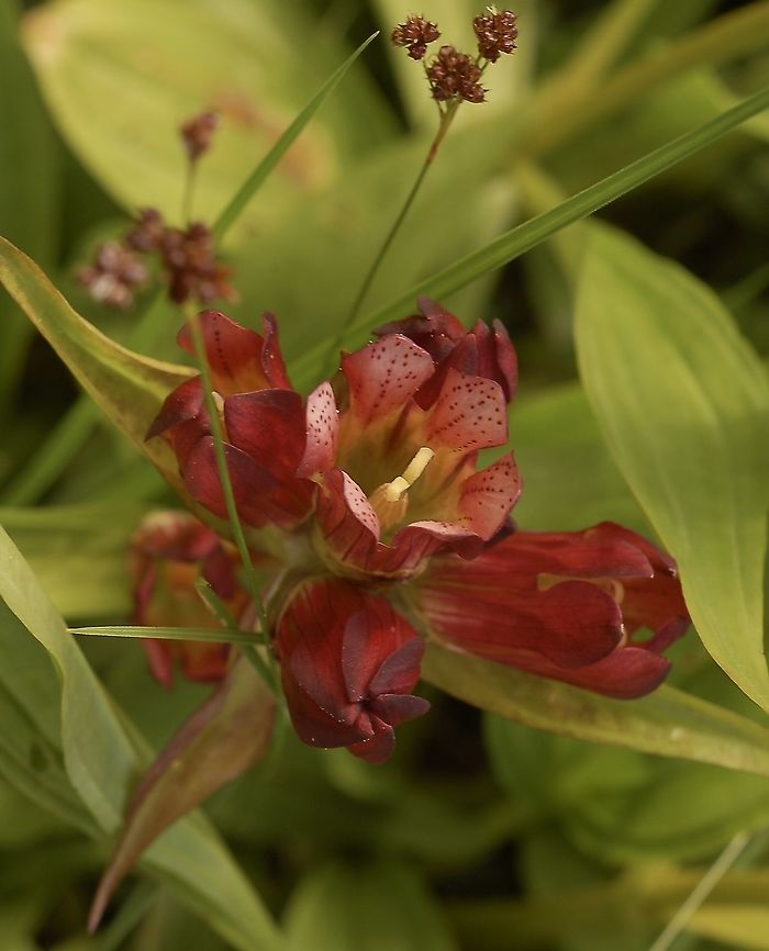 Gentiana purpurea Purpur-Enzian  Gentiana purpurea,Geotagged,Summer,Switzerland