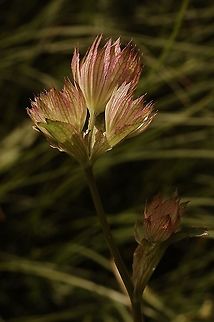 Astrantia major Grosse Sterndolde  Astrantia major,Geotagged,Summer,Switzerland