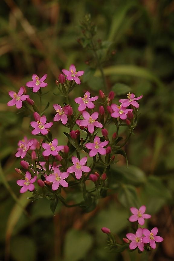 Centaurium erythraea Tausendgüldenkraut  Centaurium erythraea,Geotagged,Summer,Switzerland