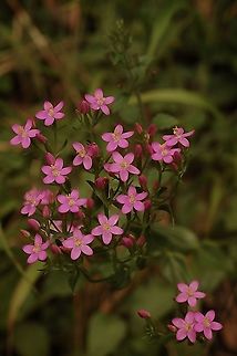 Centaurium erythraea Tausendgüldenkraut Centaurium erythraea,Geotagged,Summer,Switzerland
