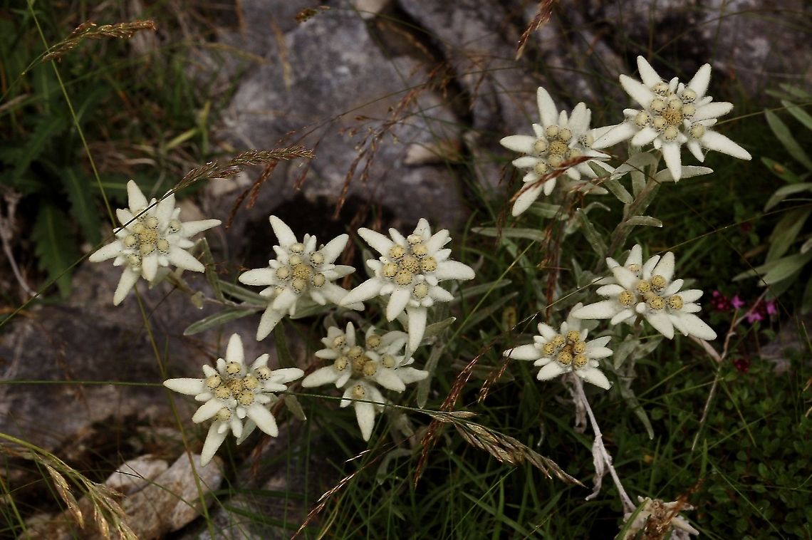 Leontopodium alpinum Edelweiss  Edelweiss,Geotagged,Leontopodium alpinum,Summer,Switzerland
