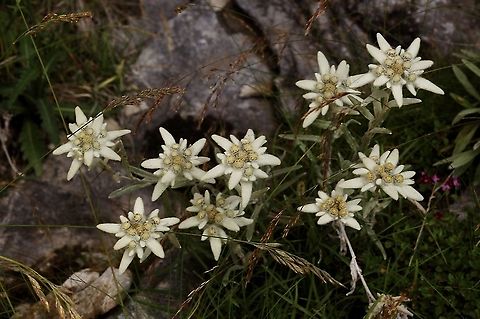 Leontopodium alpinum Edelweiss  Edelweiss,Geotagged,Leontopodium alpinum,Summer,Switzerland