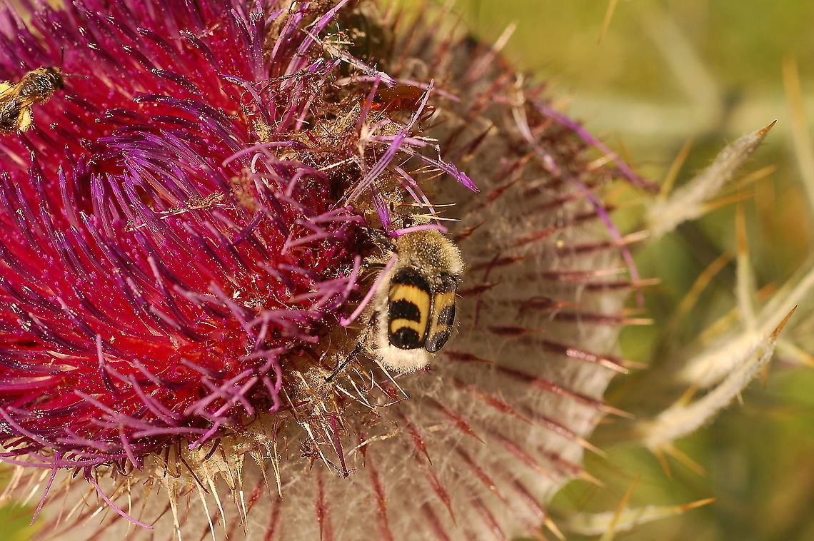 Trichius fasciatus on Cirsium eriophorum  Cirsium eriophorum,Geotagged,Summer,Switzerland