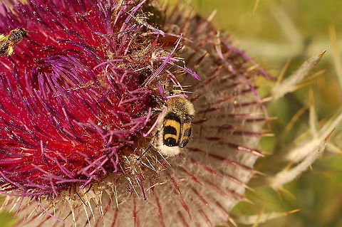Trichius fasciatus on Cirsium eriophorum  Cirsium eriophorum,Geotagged,Summer,Switzerland